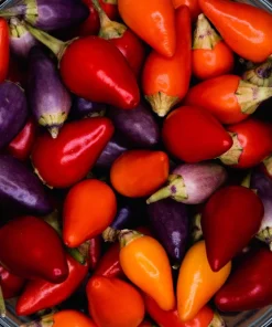 Bolivian Rainbow Pepper Seeds - Multi-Colored Chili, Ornamental, 25 Seeds - Image 2