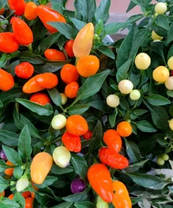 Bolivian Rainbow Pepper Seeds - Multi-Colored Chili, Ornamental, 25 Seeds - Image 3