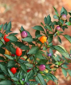 Bolivian Rainbow Pepper Seeds - Multi-Colored Chili, Ornamental, 25 Seeds - Image 4