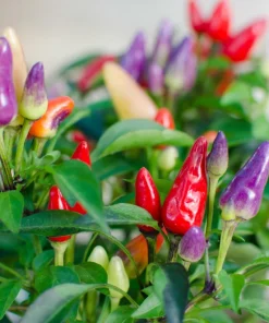 Bolivian Rainbow Pepper Seeds - Multi-Colored Chili, Ornamental, 25 Seeds - Image 5