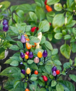 Bolivian Rainbow Pepper Seeds - Multi-Colored Chili, Ornamental, 25 Seeds - Image 6
