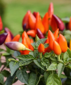Bolivian Rainbow Pepper Seeds - Multi-Colored Chili, Ornamental, 25 Seeds - Image 7