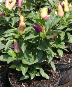 Bolivian Rainbow Pepper Seeds - Multi-Colored Chili, Ornamental, 25 Seeds - Image 8