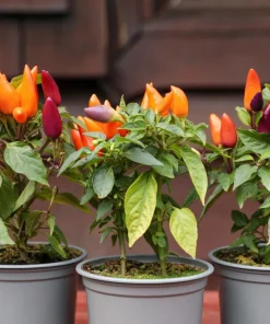 Bolivian Rainbow Pepper Seeds - Multi-Colored Chili, Ornamental, 25 Seeds - Image 9