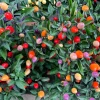 Bolivian Rainbow Pepper Seeds - Multi-Colored Chili, Ornamental, 25 Seeds - Image 1