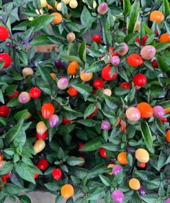 Bolivian Rainbow Pepper Seeds - Multi-Colored Chili, Ornamental, 25 Seeds - Image 1