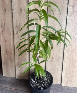 Bondyk Mango Tree, grafted in 3 gallons pot,Mangifera indica 'Bondyk', No Ship to HI - Image 2