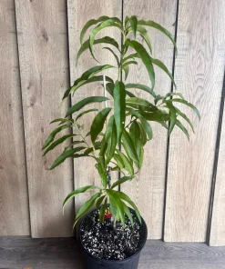 Bondyk Mango Tree, grafted in 3 gallons pot,Mangifera indica 'Bondyk', No Ship to HI - Image 3