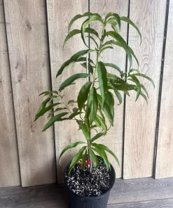 Bondyk Mango Tree, grafted in 3 gallons pot,Mangifera indica 'Bondyk', No Ship to HI - Image 4