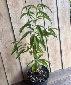 Bondyk Mango Tree, grafted in 3 gallons pot,Mangifera indica 'Bondyk', No Ship to HI - Image 5