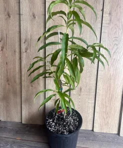 Bondyk Mango Tree, grafted in 3 gallons pot,Mangifera indica 'Bondyk', No Ship to HI - Image 6