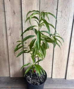 Bondyk Mango Tree, grafted in 3 gallons pot,Mangifera indica 'Bondyk', No Ship to HI - Image 7