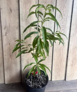 Bondyk Mango Tree, grafted in 3 gallons pot,Mangifera indica 'Bondyk', No Ship to HI - Image 8
