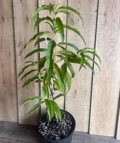 Bondyk Mango Tree, grafted in 3 gallons pot,Mangifera indica 'Bondyk', No Ship to HI - Image 9