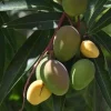 Bondyk Mango Tree, grafted in 3 gallons pot,Mangifera indica 'Bondyk', No Ship to HI - Image 1