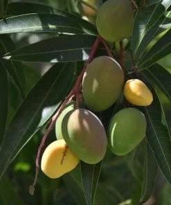 Bondyk Mango Tree, grafted in 3 gallons pot,Mangifera indica 'Bondyk', No Ship to HI - Image 1