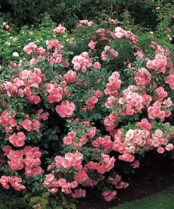 Bonica Shrub Rose Live Plant – Pink Flowers – 4 inch Pot – Outdoor Bush - Image 2