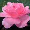 Bonica Shrub Rose Live Plant – Pink Flowers – 4 inch Pot – Outdoor Bush - Image 1