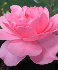 Bonica Shrub Rose Live Plant – Pink Flowers – 4 inch Pot – Outdoor Bush - Image 1