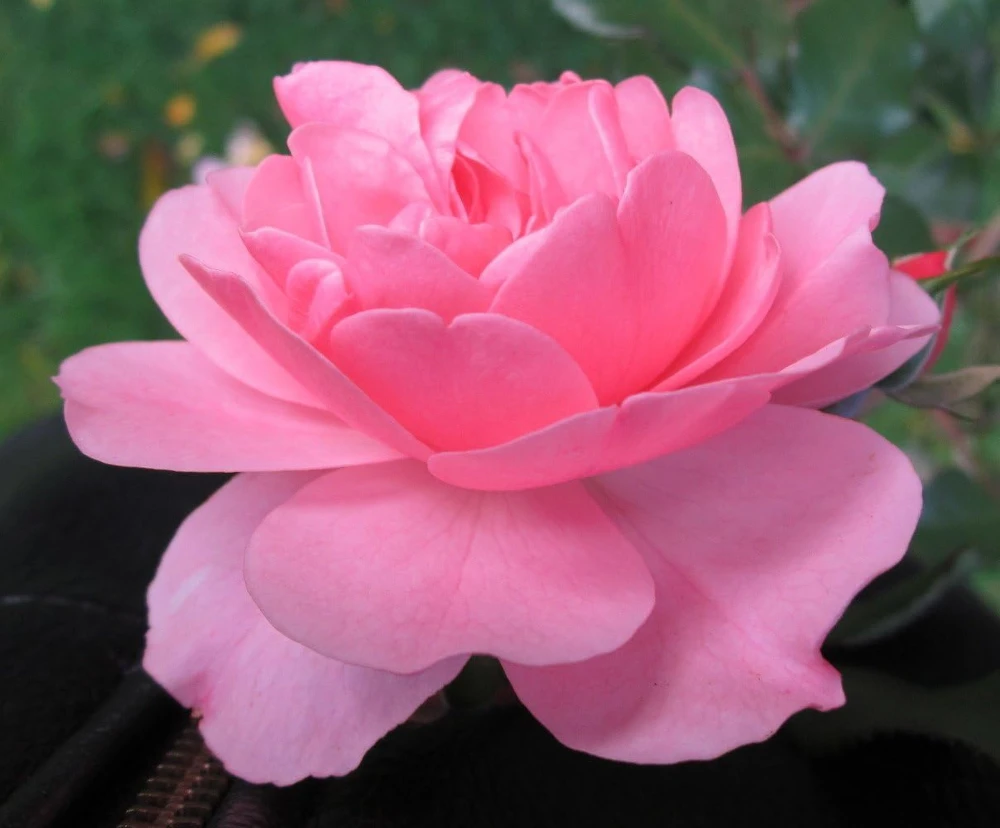 Bonica Shrub Rose Live Plant – Pink Flowers – 4 inch Pot – Outdoor Bush - Image 1