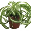 Bonnie Curly Spider Plant Live Plant – 4 inch Pot – Air Purifying Indoor Houseplant - Image 1
