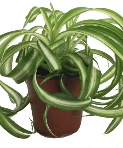 Bonnie Curly Spider Plant Live Plant – 4 inch Pot – Air Purifying Indoor Houseplant - Image 1