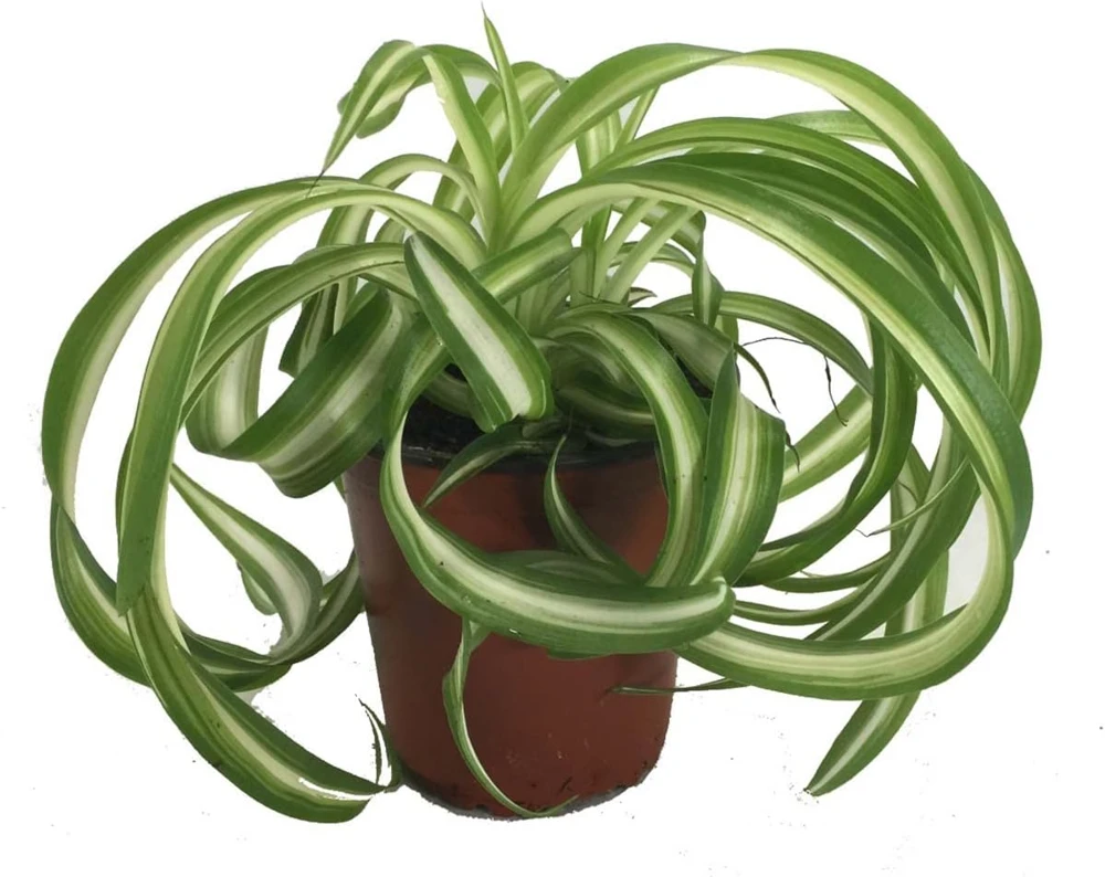 Bonnie Curly Spider Plant Live Plant – 4 inch Pot – Air Purifying Indoor Houseplant - Image 1