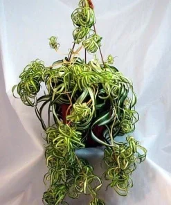 Bonnie Curly Spider Plant Live Plant – 4 inch Pot – Air Purifying Indoor Houseplant - Image 6