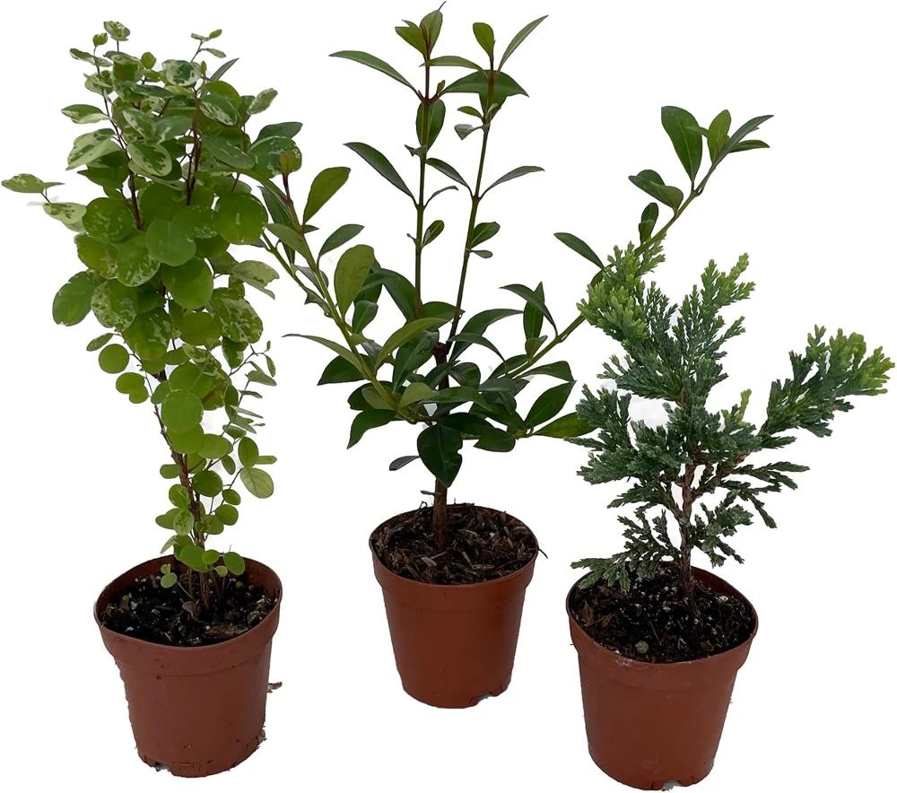 Bonsai Assortment - 3 Live Starter Plants in 2-inch Pots - Indoor - Image 2