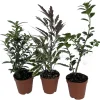 Bonsai Assortment - 3 Live Starter Plants in 2-inch Pots - Indoor - Image 1