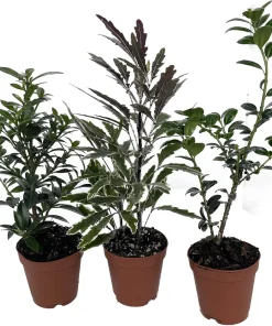 Bonsai Assortment - 3 Live Starter Plants in 2-inch Pots - Indoor - Image 1