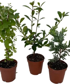 Bonsai Assortment Live Plants – 3 Miniature Trees in 2-inch Pots – Indoor - Image 2