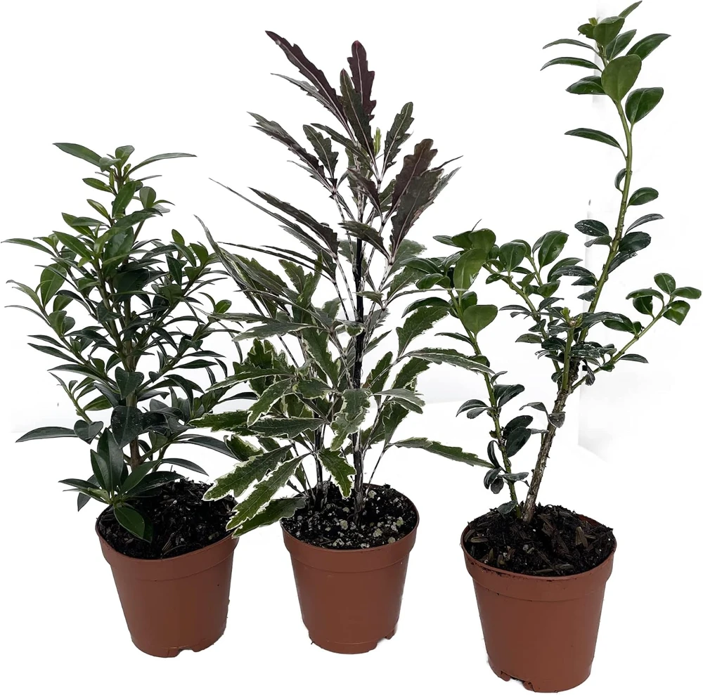 Bonsai Assortment Live Plants – 3 Miniature Trees in 2-inch Pots – Indoor - Image 1