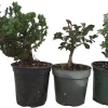 Bonsai Assortment Live Plants - 3 Starter Trees in 4-inch Pots for Indoor Decor - Image 1