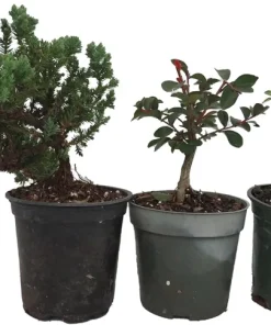 Bonsai Assortment Live Plants - 3 Starter Trees in 4-inch Pots for Indoor Decor - Image 1