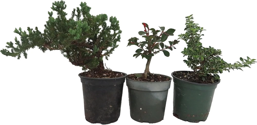 Bonsai Assortment Live Plants - 3 Starter Trees in 4-inch Pots for Indoor Decor - Image 1