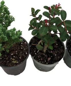 Bonsai Assortment Live Plants - 3 Starter Trees in 4-inch Pots for Indoor Decor - Image 2