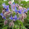 Borage Herb Seeds - 100 Seeds - Borago officinalis - Culinary & Medicinal - Image 1