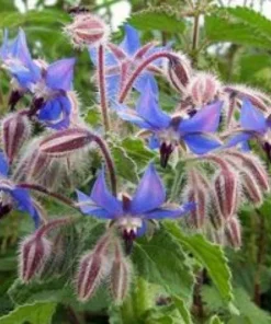 Borage Herb Seeds - 100 Seeds - Borago officinalis - Culinary & Medicinal - Image 1