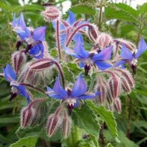 Borage Herb Seeds - 100 Seeds - Borago officinalis - Culinary & Medicinal - Image 1