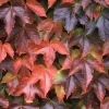 Boston Ivy Live Plant – Parthenocissus tricuspidata Veitchii – 2.5" Pot – Fast Growing Vine - Image 1