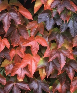 Boston Ivy Live Plant – Parthenocissus tricuspidata Veitchii – 2.5