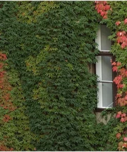 Boston Ivy Live Plant – Parthenocissus tricuspidata Veitchii – 2.5