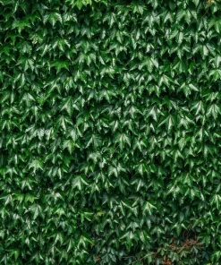 Boston Ivy Live Plant – Parthenocissus tricuspidata Veitchii – 2.5