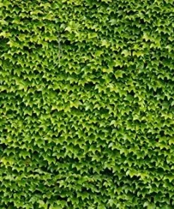 Boston Ivy Live Plant – Parthenocissus tricuspidata Veitchii – 2.5