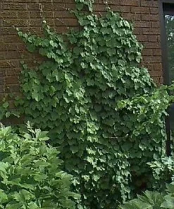 Boston Ivy Vine Seeds - 15 Seeds - Parthenocissus tricuspidata - Image 2