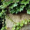 Boston Ivy Vine Seeds - 15 Seeds - Parthenocissus tricuspidata - Image 1