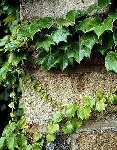 Boston Ivy Vine Seeds - 15 Seeds - Parthenocissus tricuspidata - Image 1