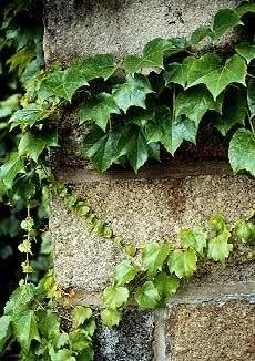 Boston Ivy Vine Seeds - 15 Seeds - Parthenocissus tricuspidata - Image 1