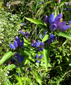 Bottle Gentian Flower Seeds - Gentiana Andrewsii - 200 Seeds - Bluish Purple - Image 10